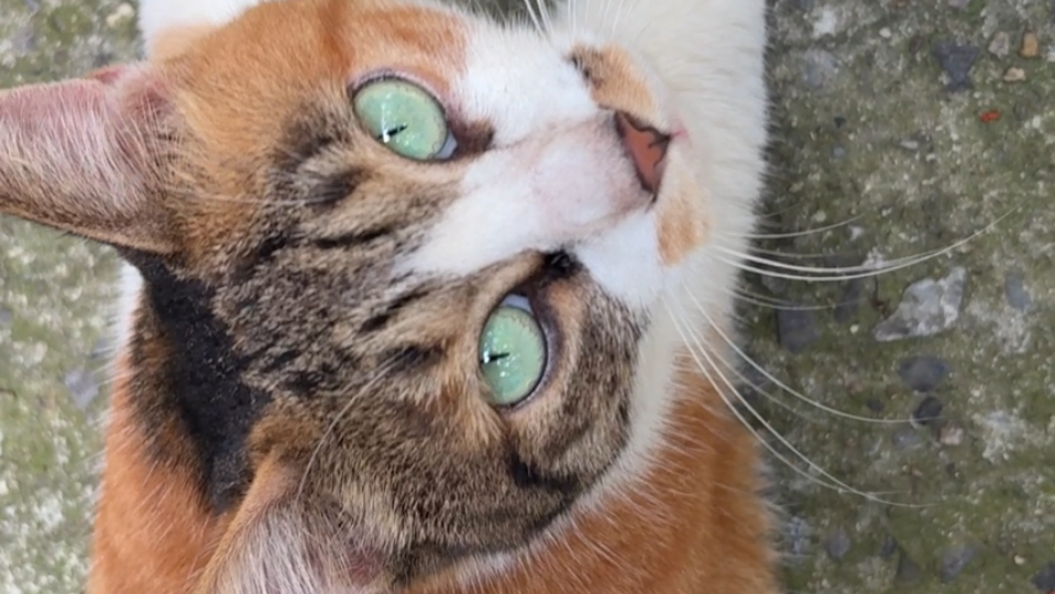 开学了，学姐要拍屁