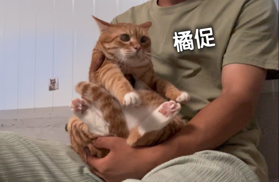 回家第一件事  掏小猫裤裆
