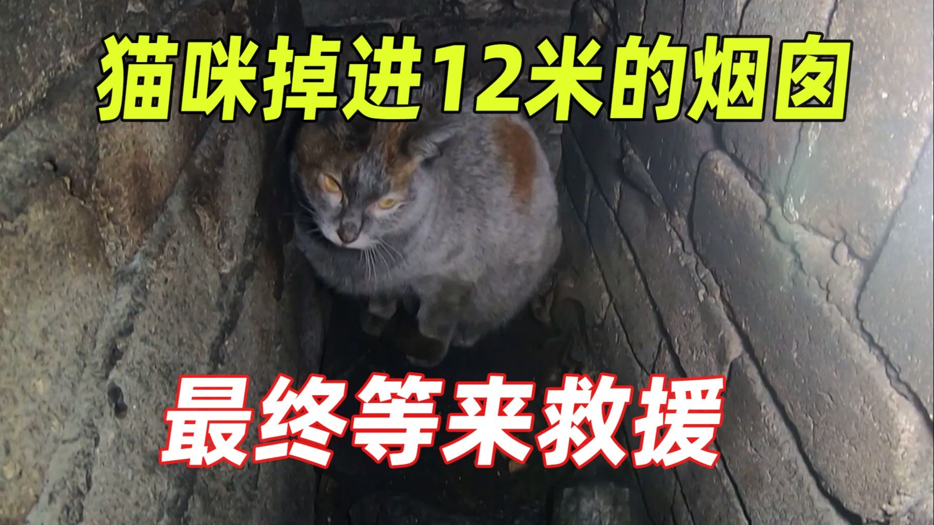 猫咪意外掉进12米的烟囱内，被困在里面半月之久，最终迎来曙光