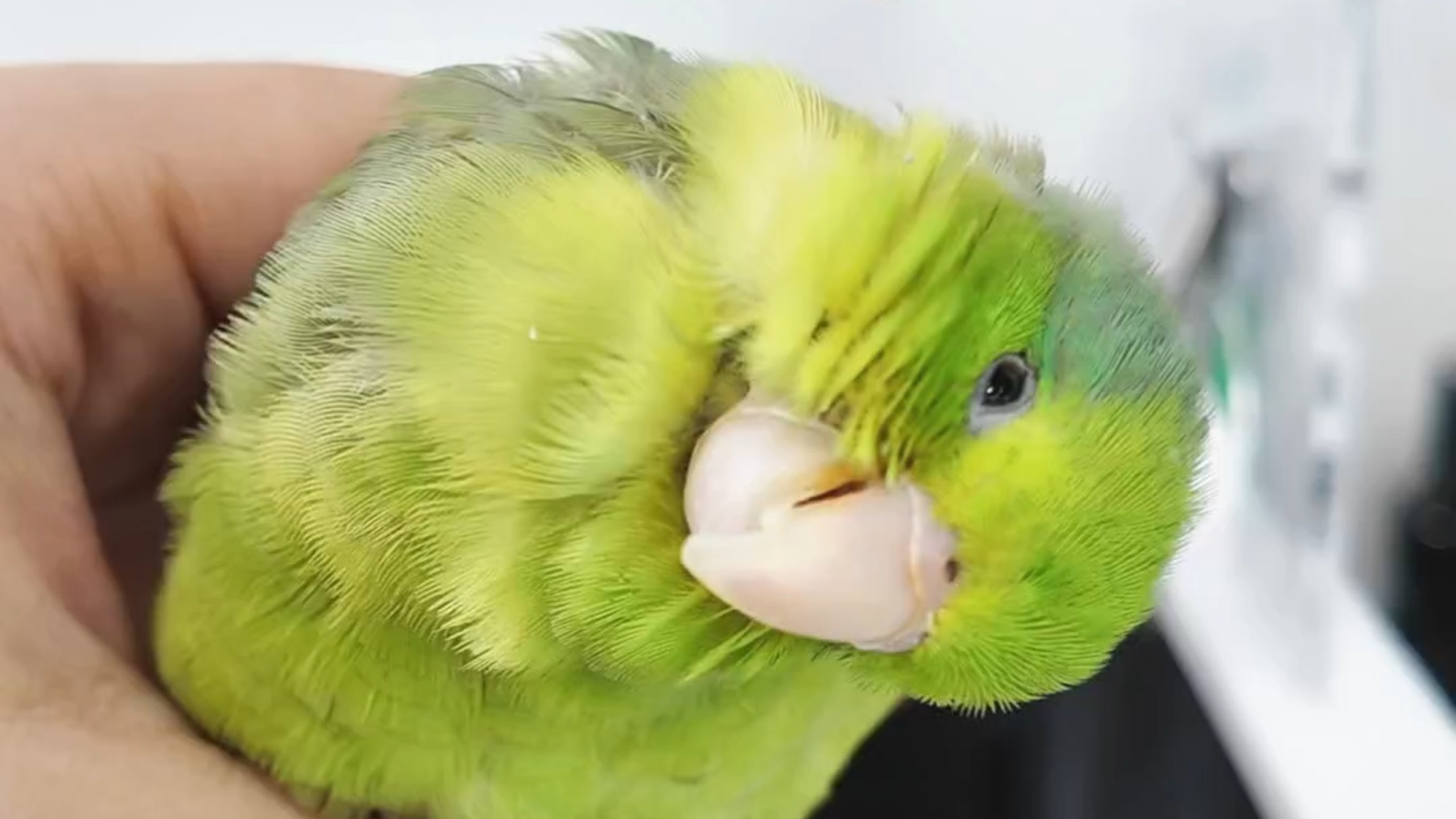 小鸟做完SPA立马办卡