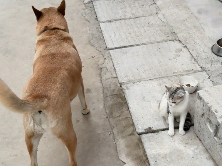 猫没应激，人应激了？