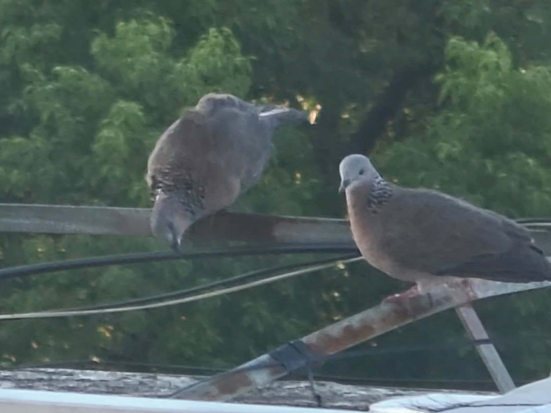 出现了！但我不知道是不是每天来的那只
