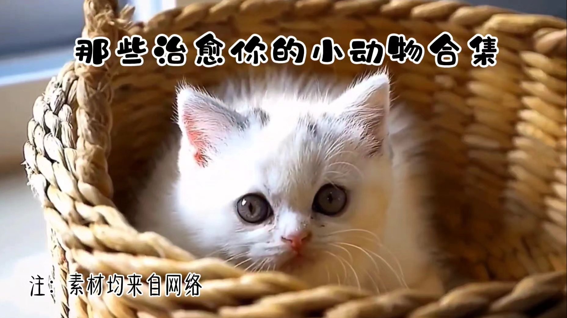 【治愈】治愈你的小动物合集。无论是掌心依偎的温暖，还是旷野