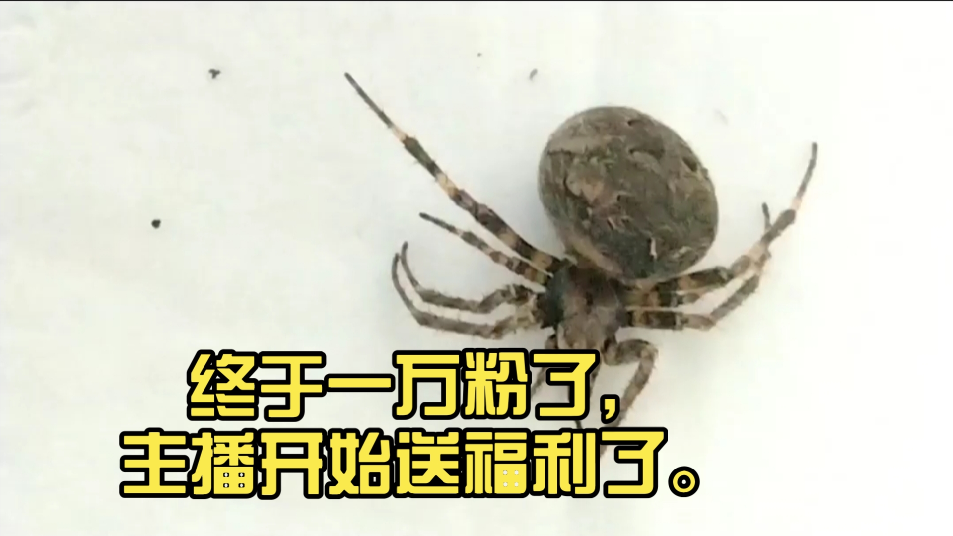 终于一万粉了，主播开始送福利了。