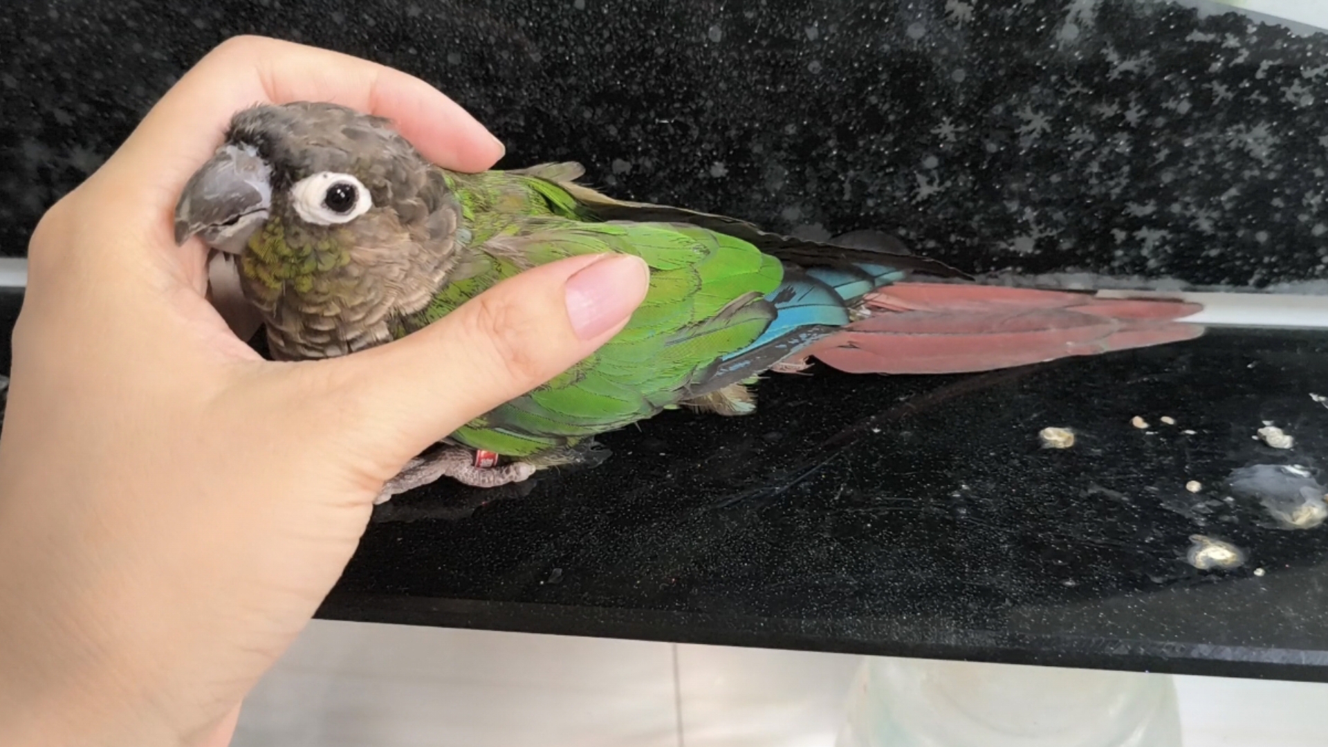 【鹦鹉】瓜瓜：谢邀，现在活得很好