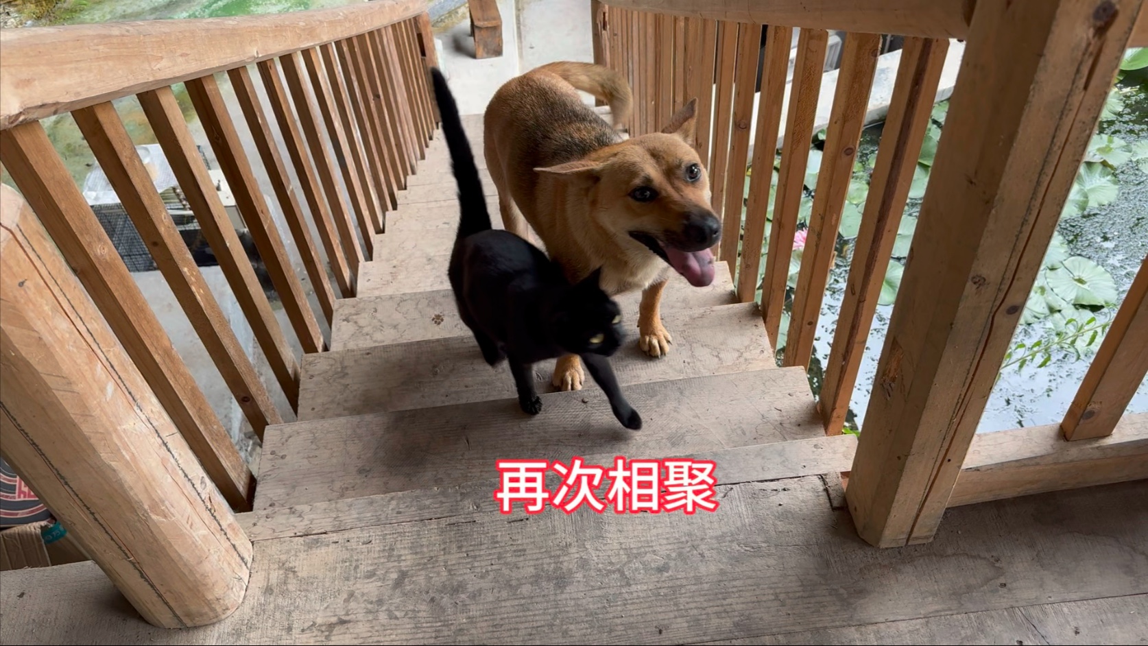 时隔两个月，大黄和黑妞再次相聚，画面感人