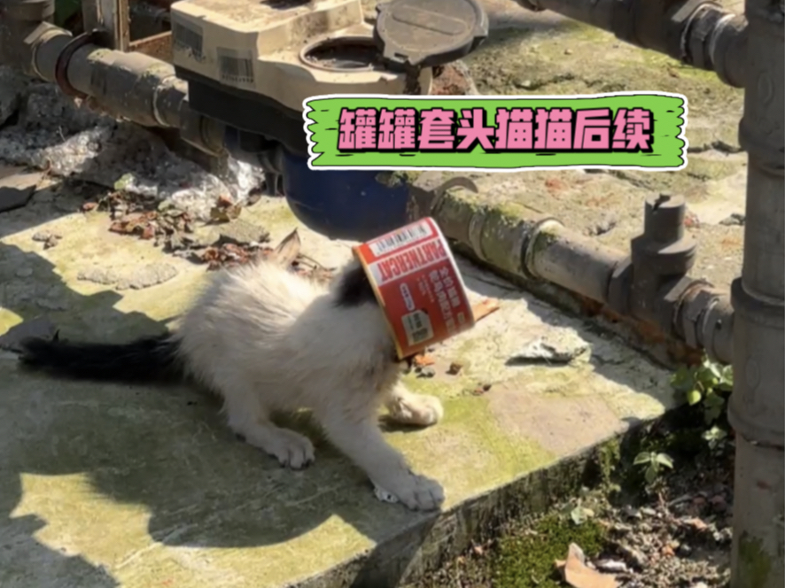 这么主动的小猫谁能忍得住啊