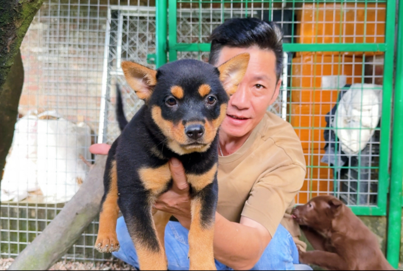 一条性格温顺亲人的四眼小土狗，还会在主人面前撒娇卖萌真可爱