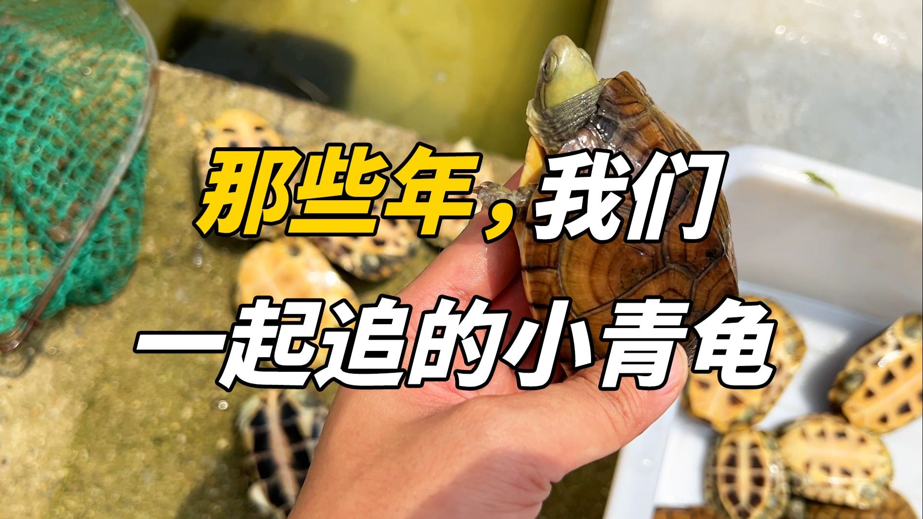 探访太仓丰达种龟场，追忆小青龟的光辉岁月！