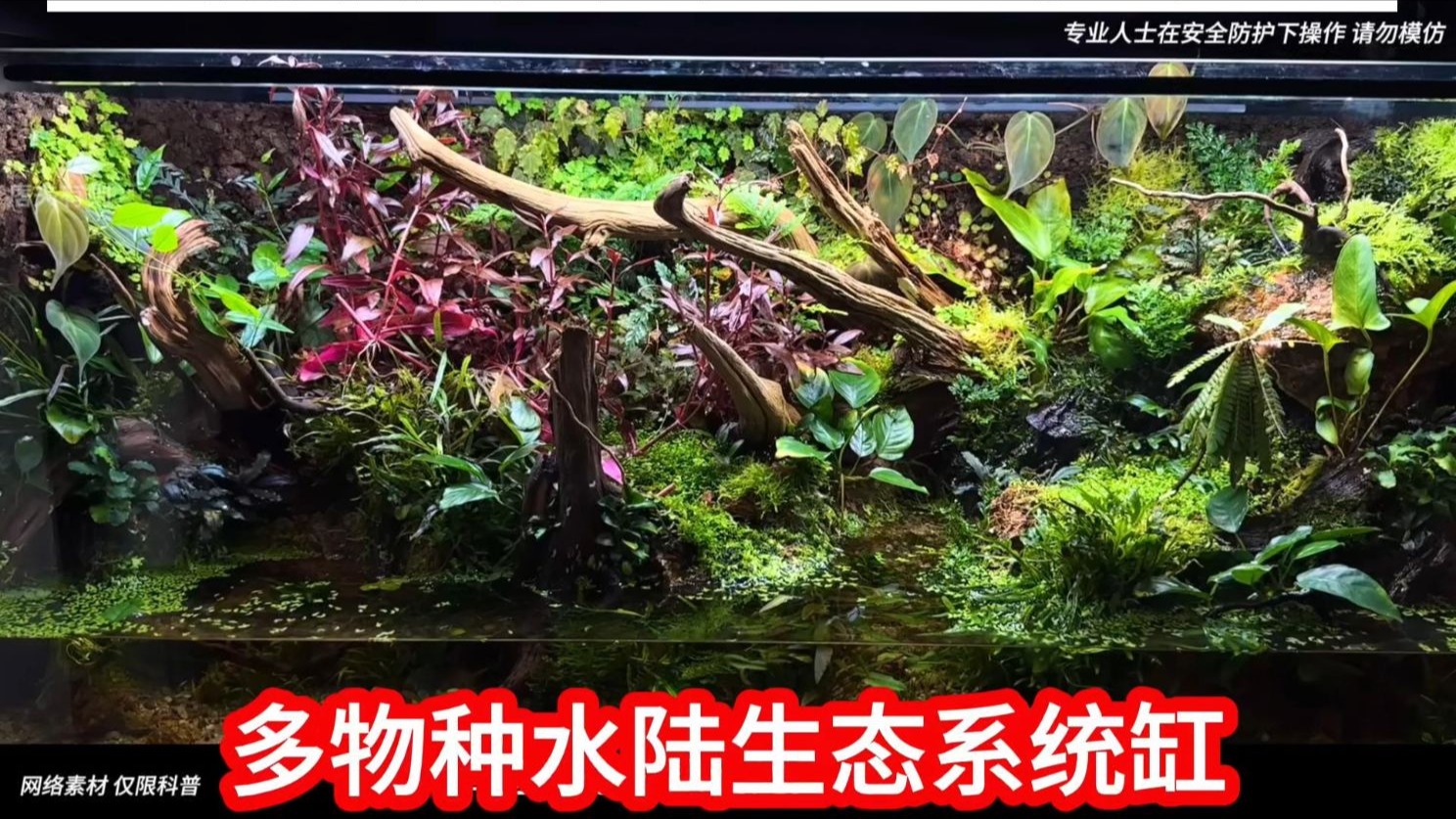 多物种水陆生态系统缸