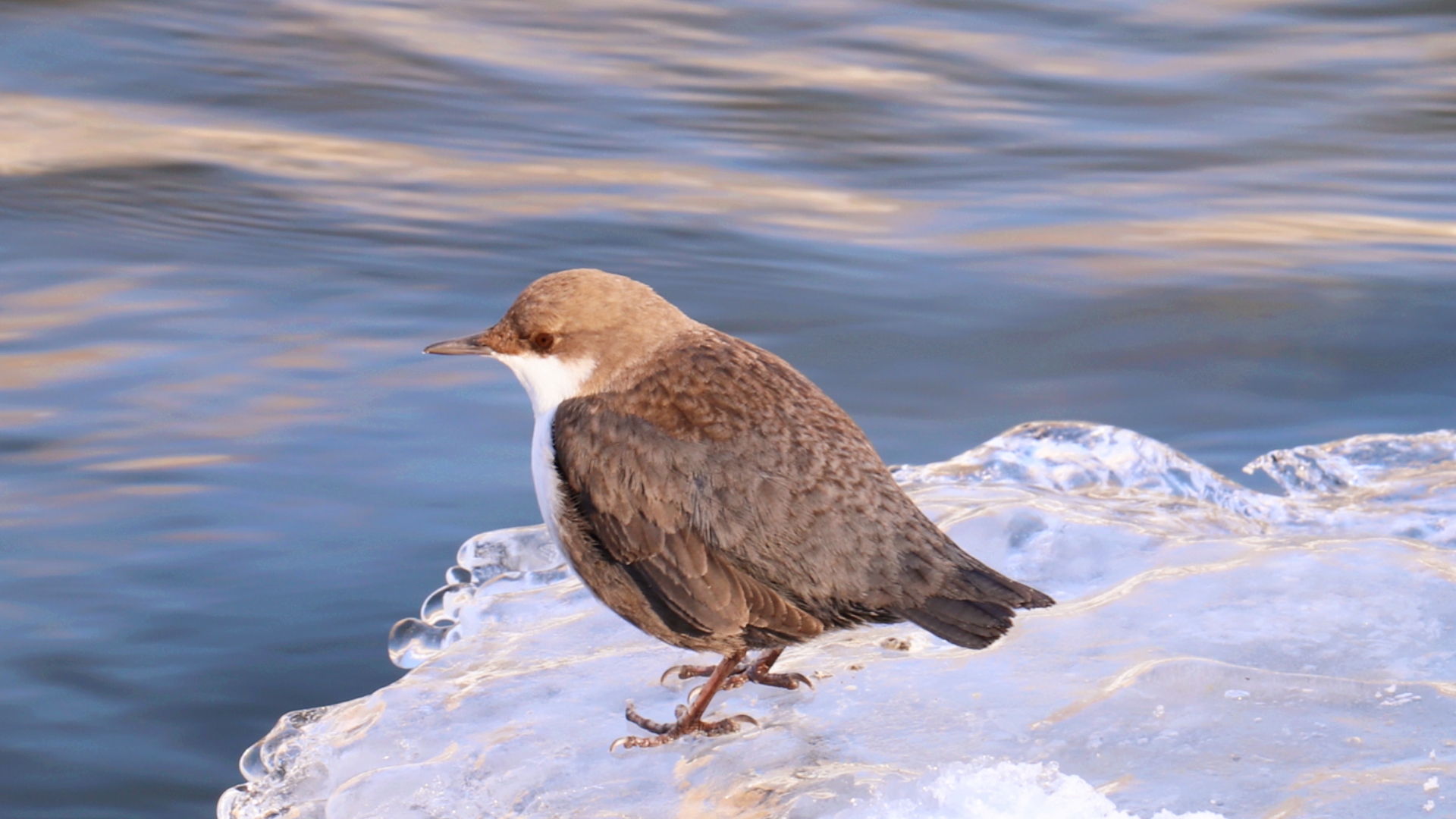 观鸟 这只河乌喜欢背对镜头