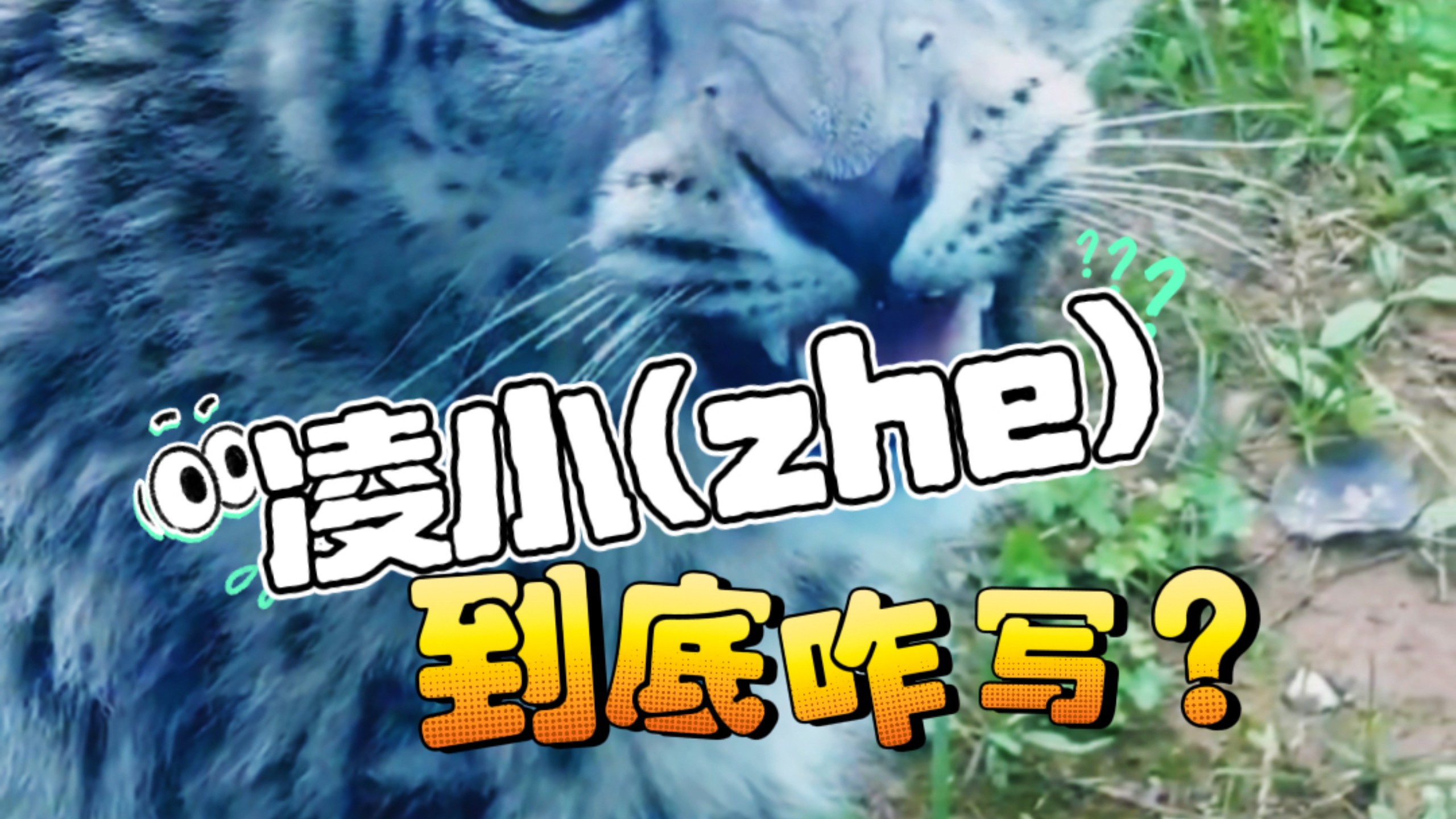 凌小zhe到底怎么写