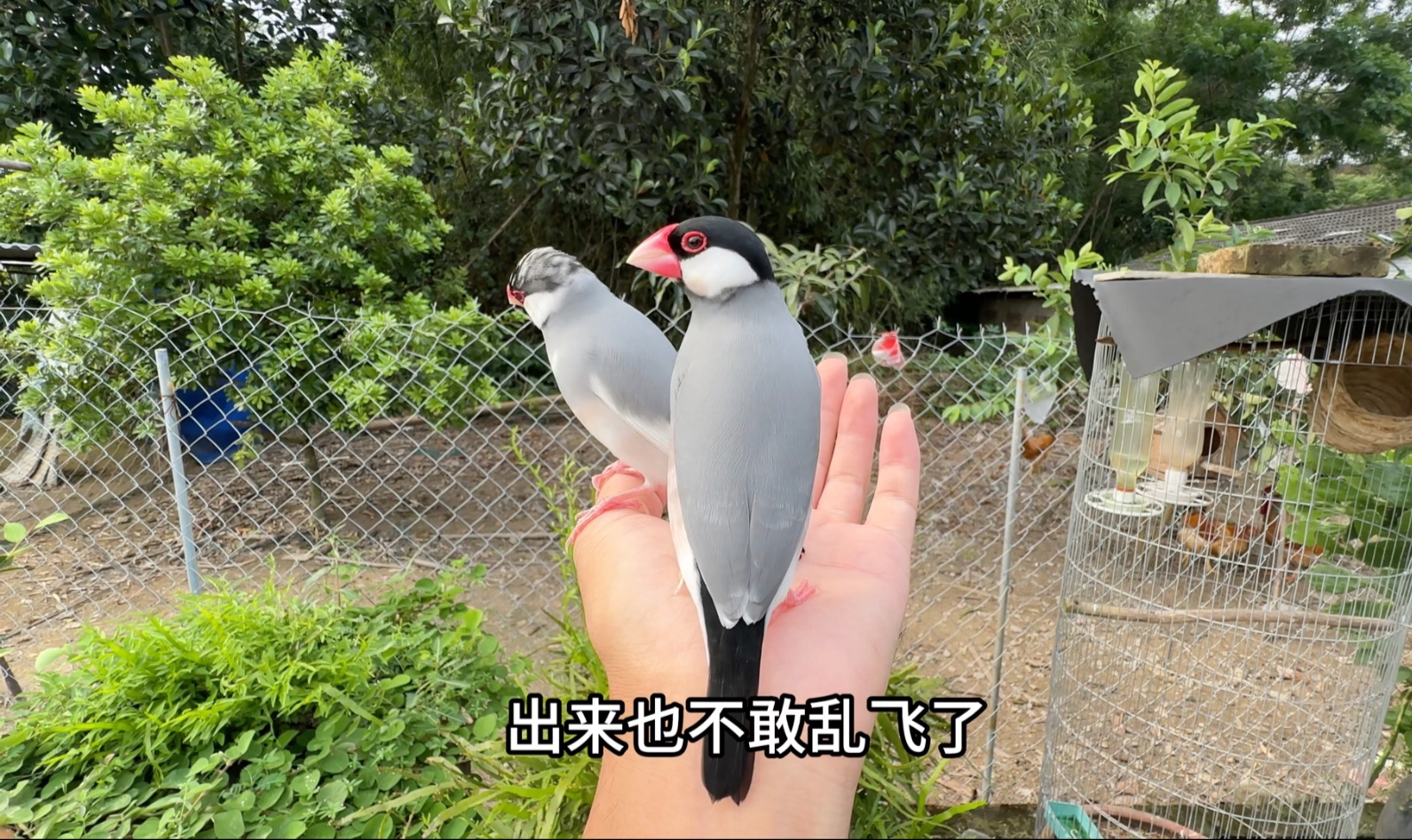 小文鸟：还是家里的铁饭碗好呀