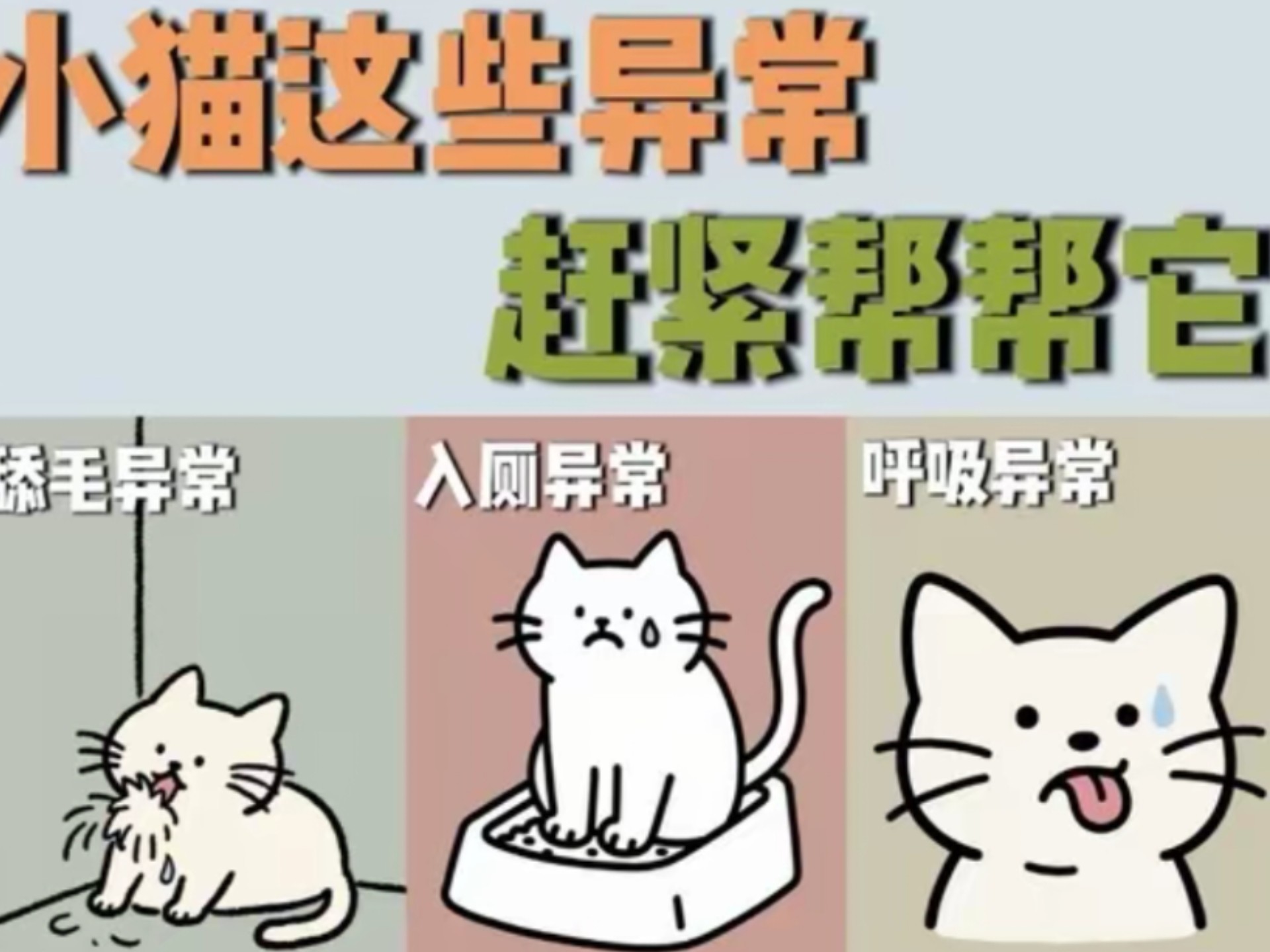 小猫不舒服的8个身体信号！！快来看！！