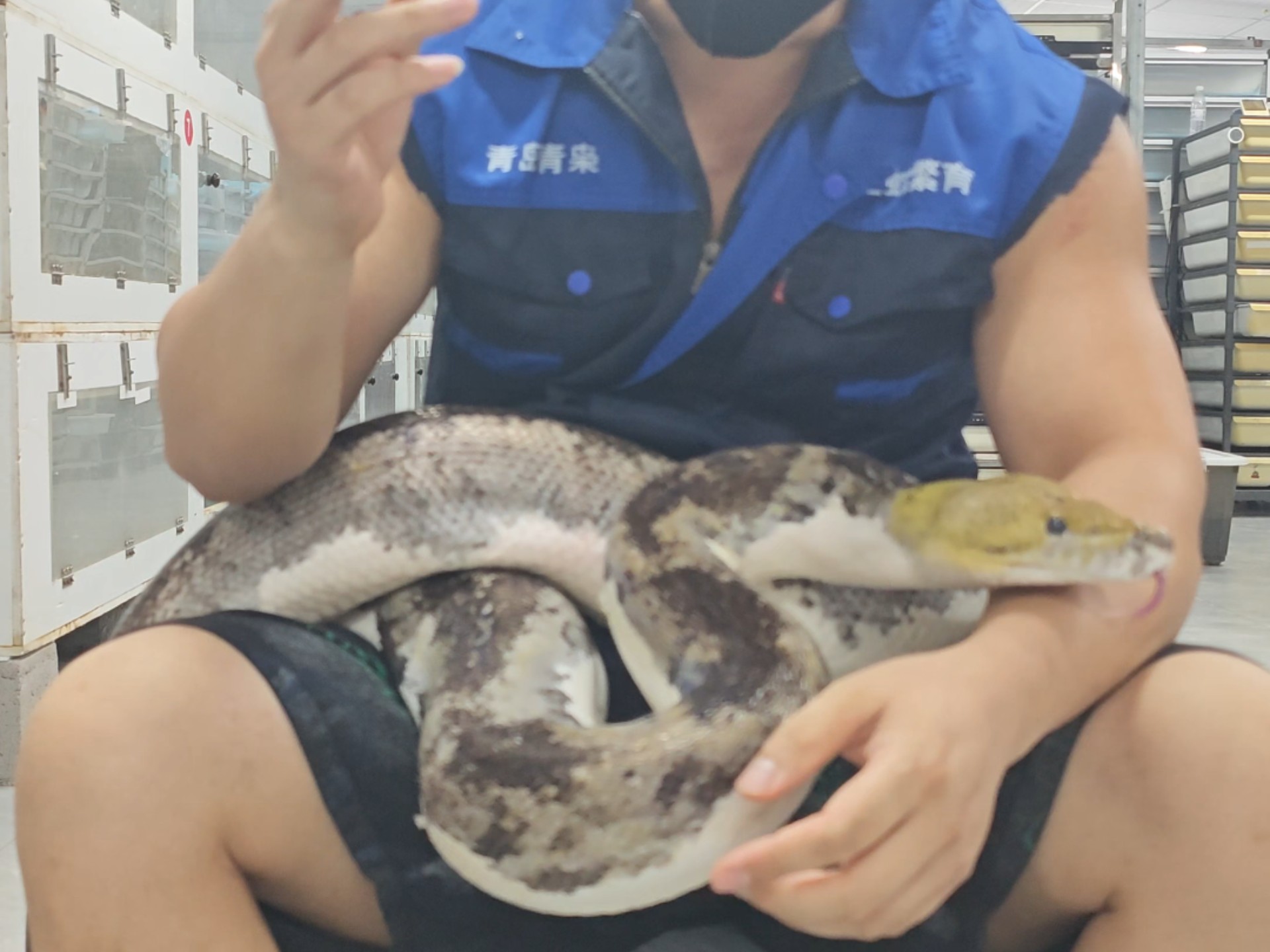 蛇有两个小钩钩?