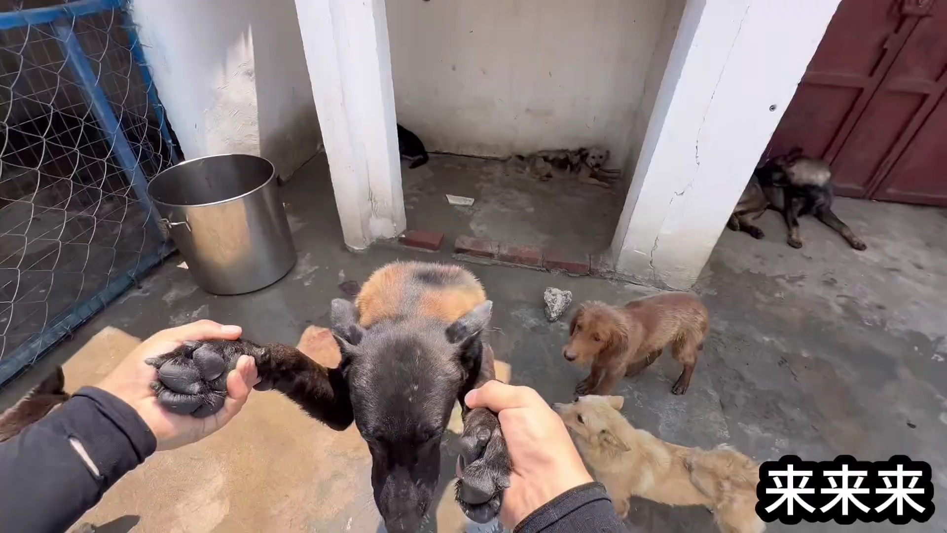 今天40度的天气谁能扛住啊，正好借此机会给二个大功臣洗个澡降