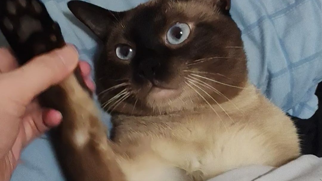又在玩弄你那个会说话的大肥猫