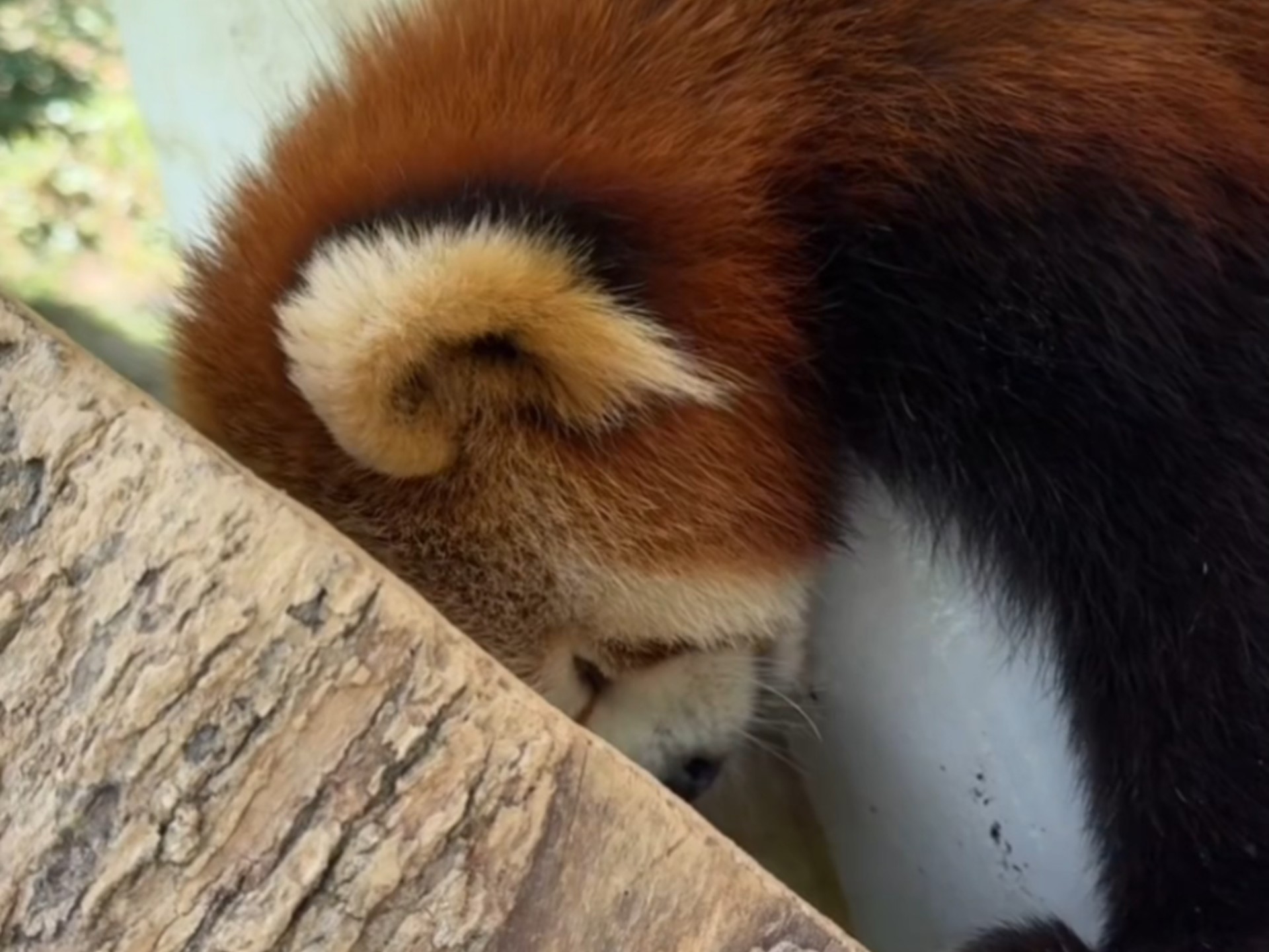 论小小的屁股头是如何形成的