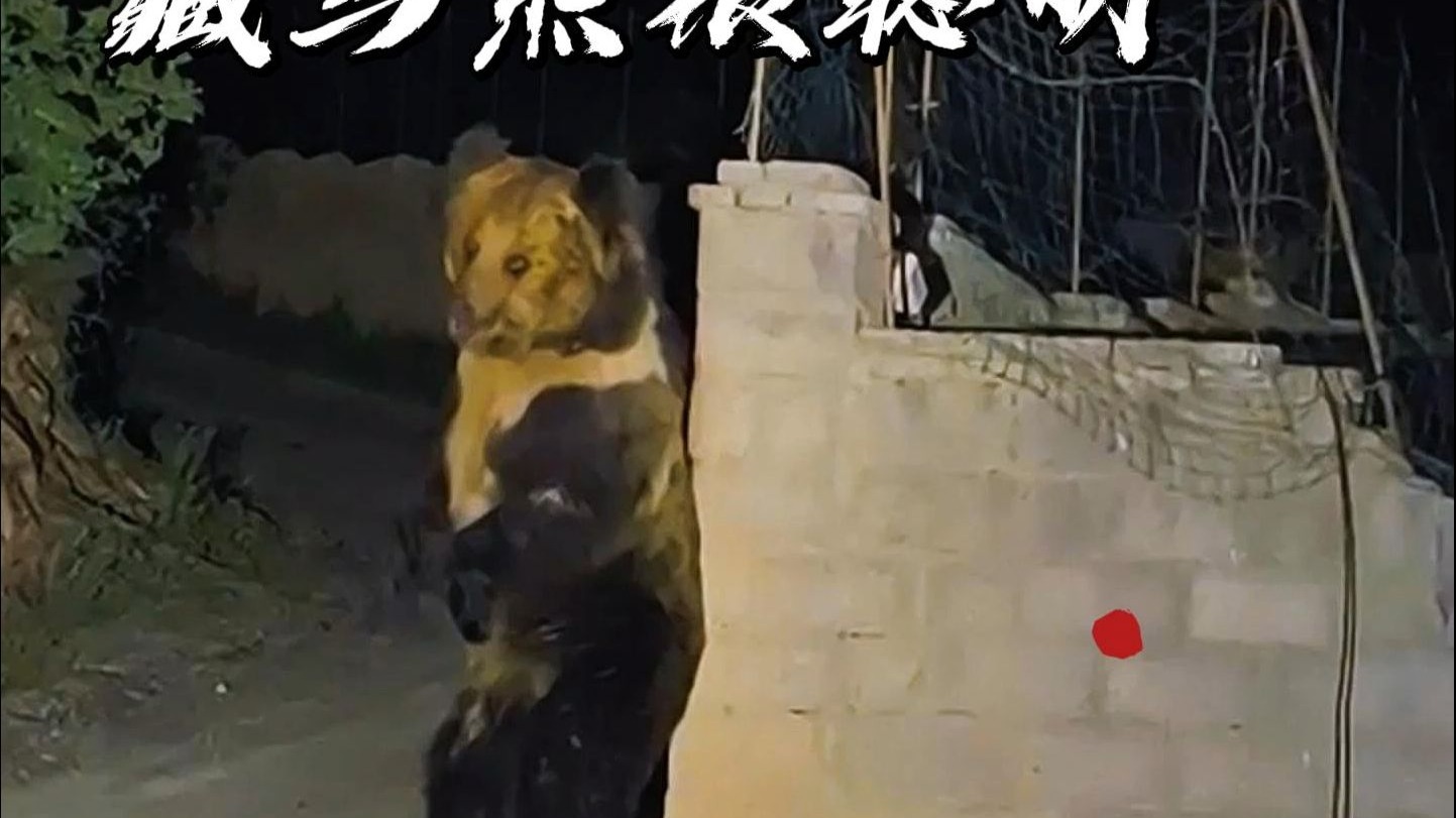 旅拍西藏和藏马熊比一下高高，它们的智商可能比你想象中要高。