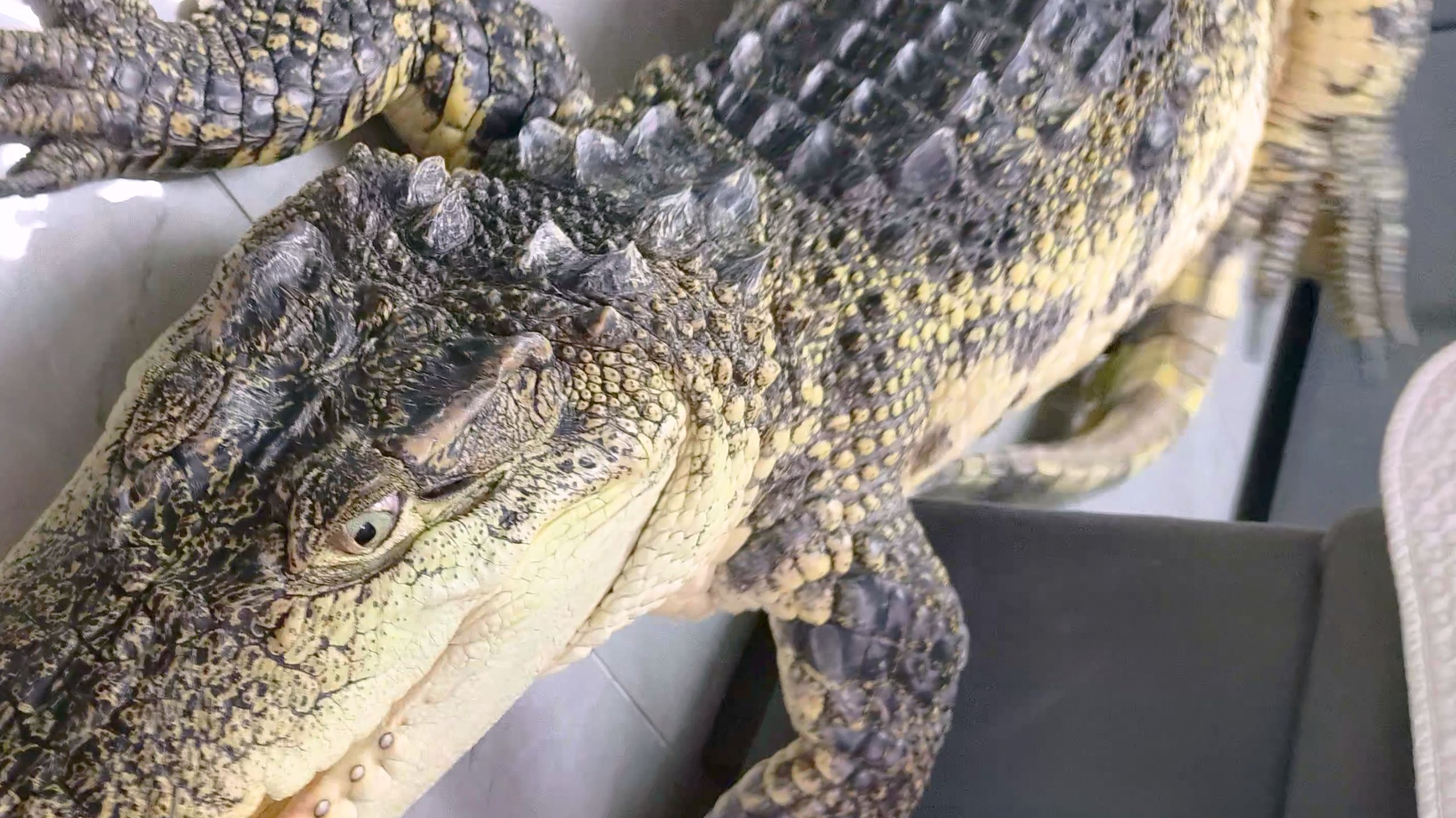 鳄鳄吃个饭又把自己弄翻了