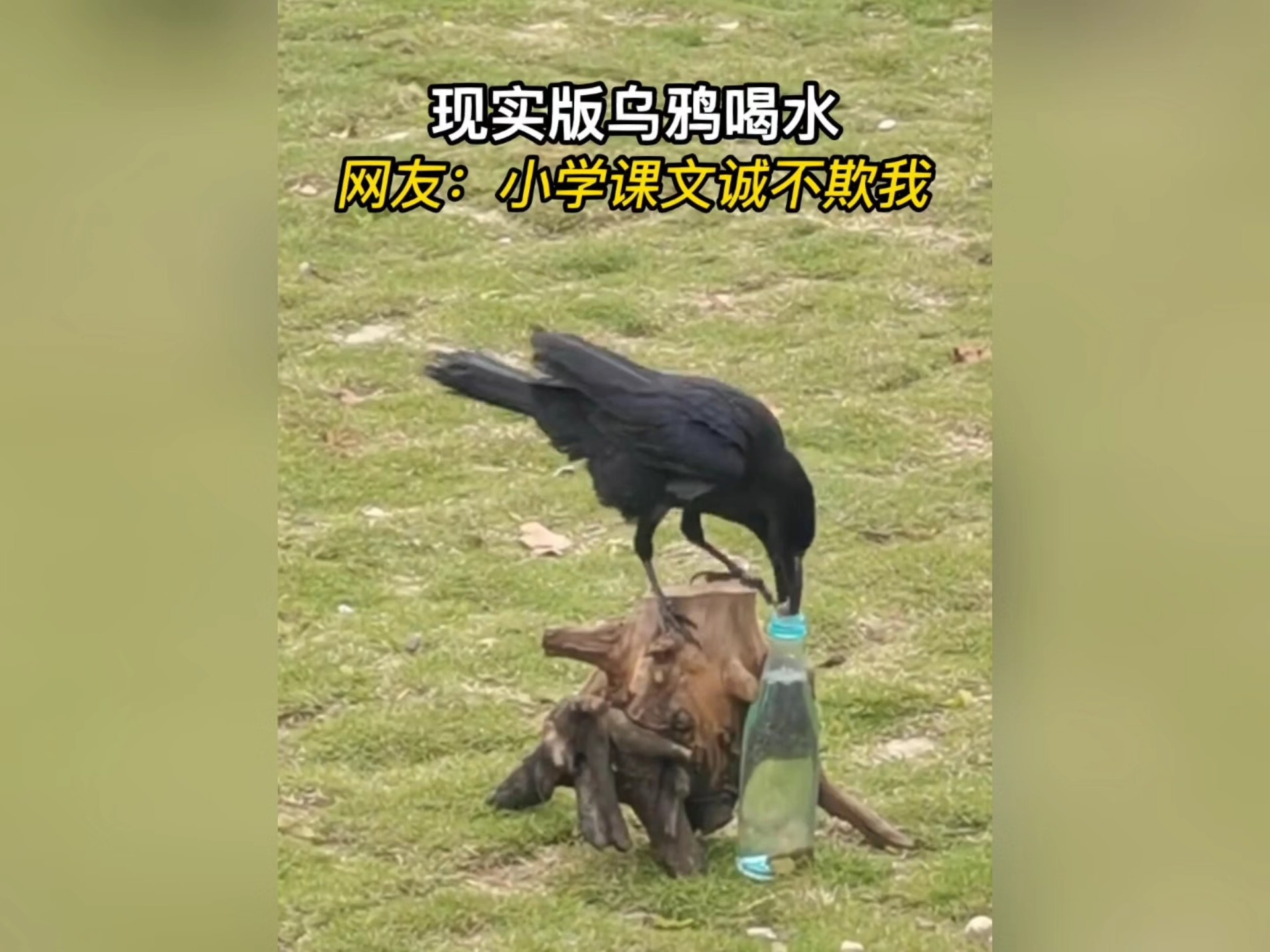 乌鸦到底有多聪明？简直超出你的想象
