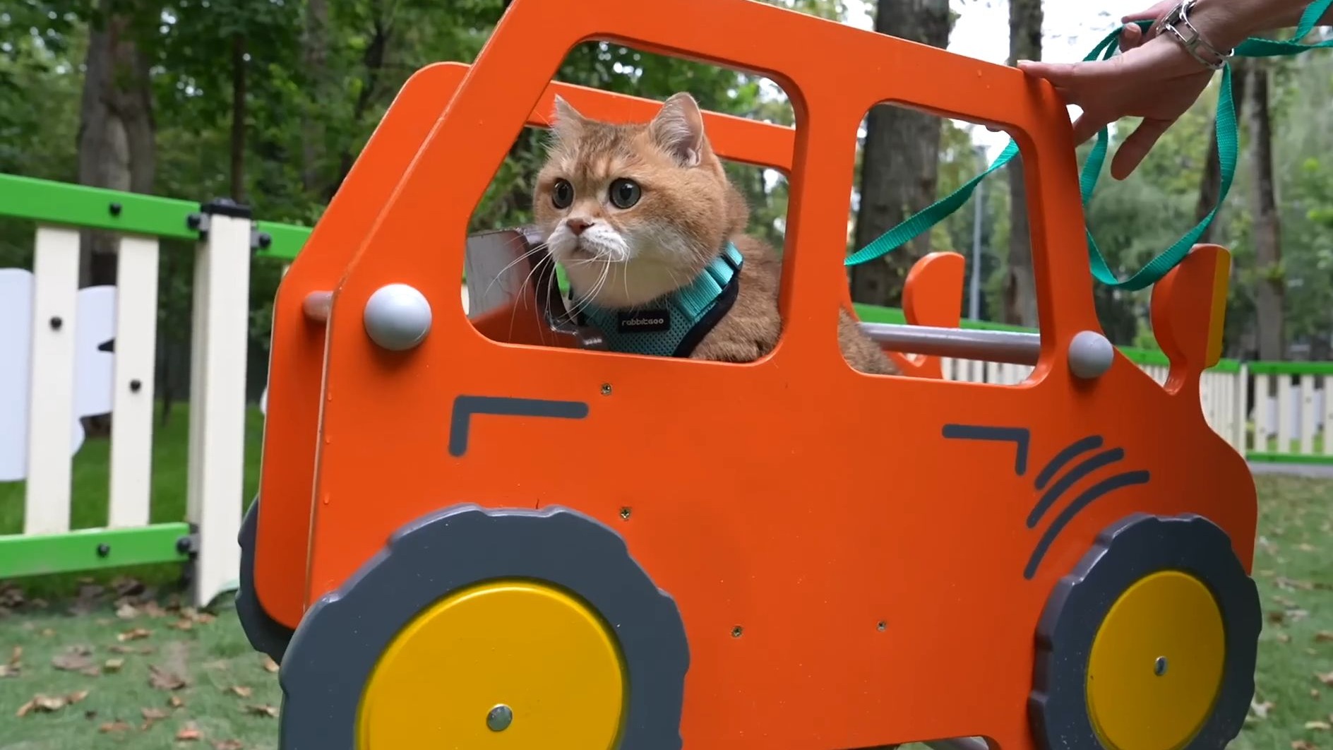 猫猫出门散步了，项目一个接一个！