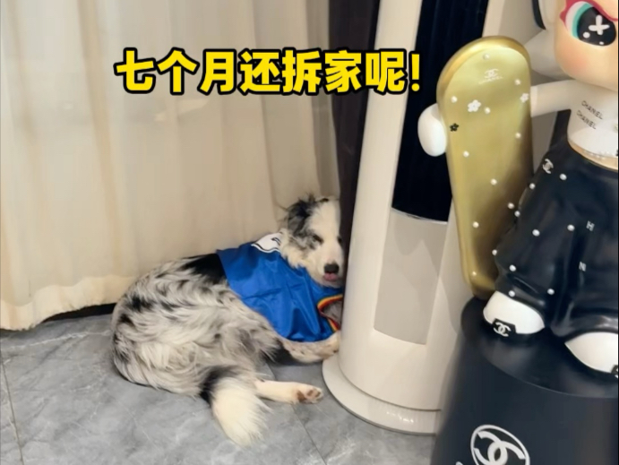 拆家是每只小狗成长的必修课！
