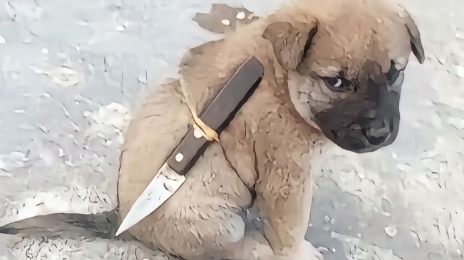 ’本来很喜欢狗狗的。。“