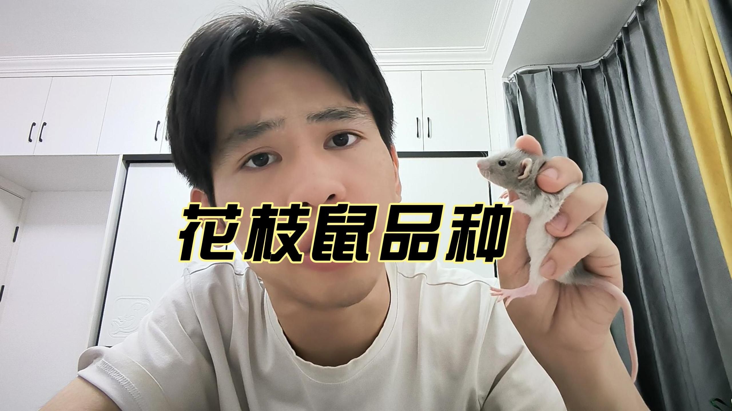 今天介绍花枝鼠的品种，头巾和哈士奇的区别