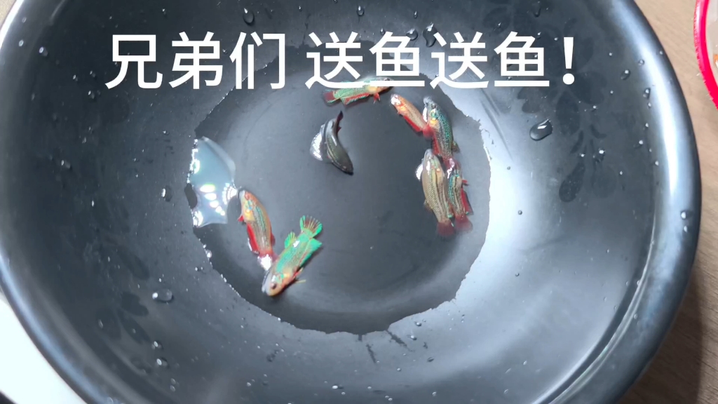送鱼兄弟们，中鱼是一对红色的原尾中部