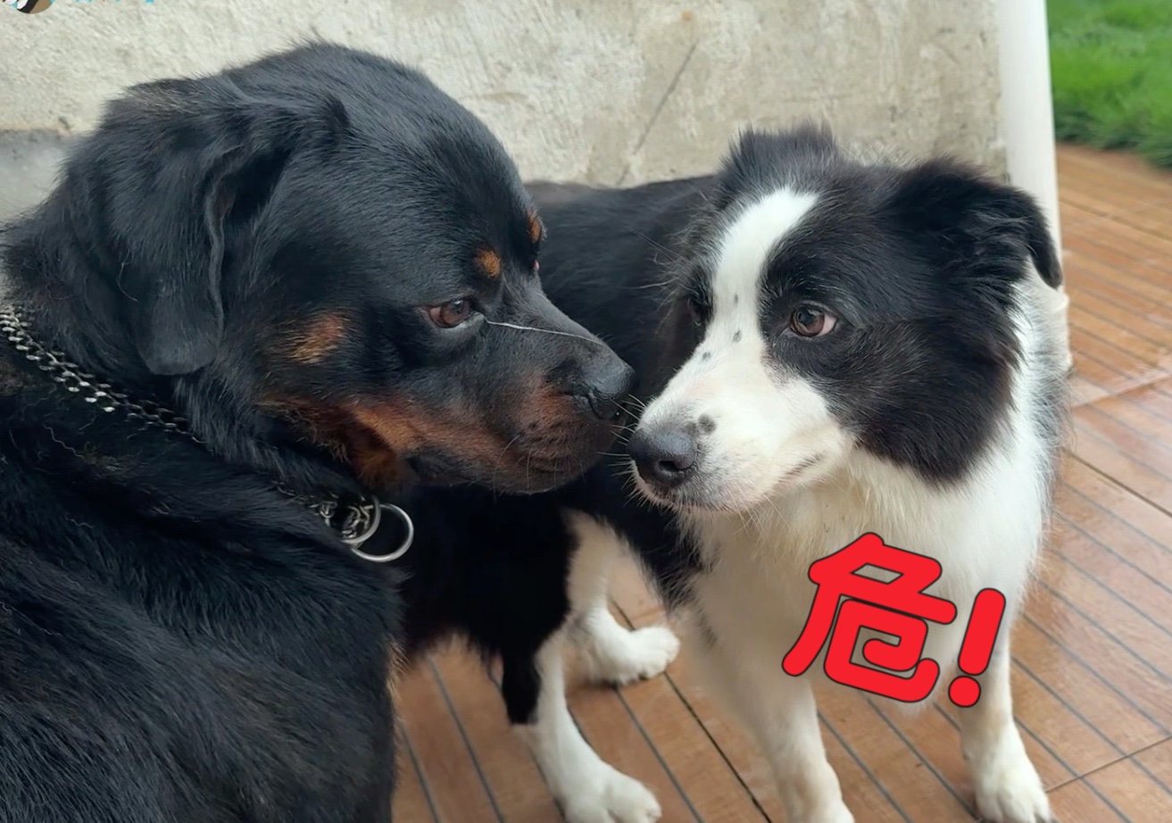 见到主人带回一只凶猛罗威纳，家里四只狗是啥反应？
