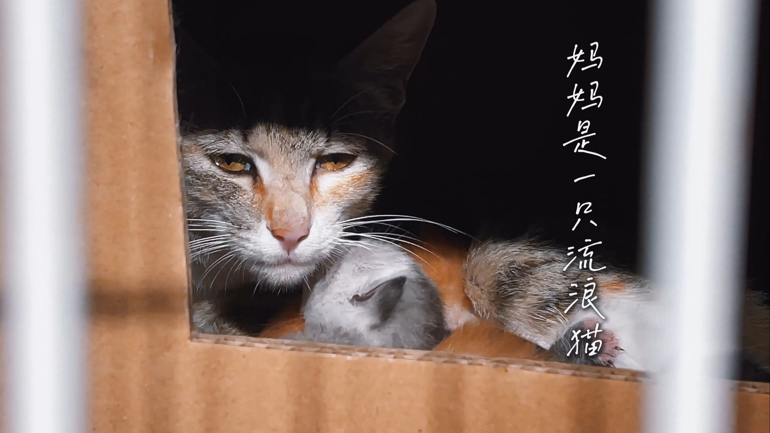 对不起，妈妈是只流浪猫