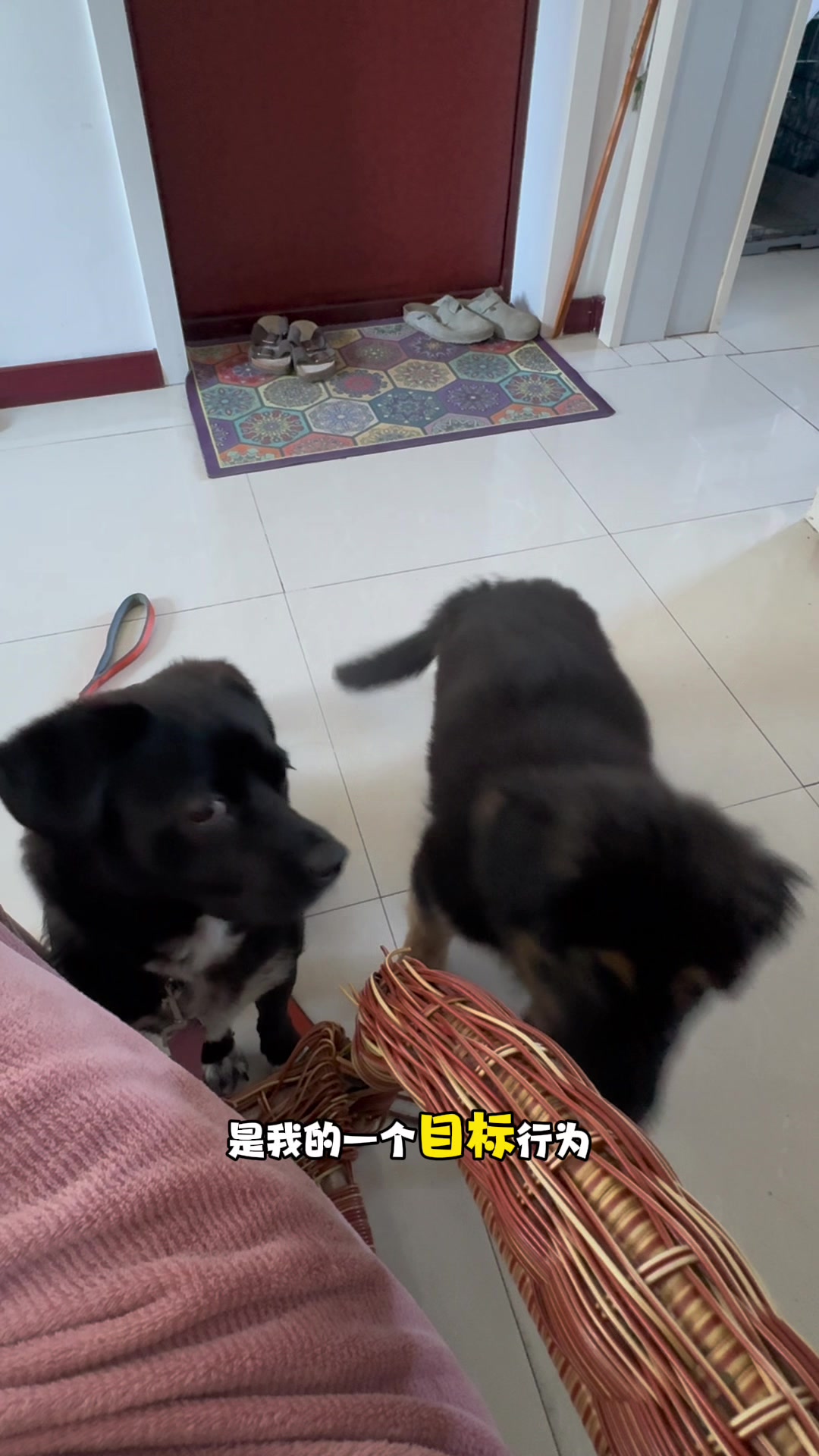 MOJI训练法｜训练狗狗冷静的自由塑形小游戏！