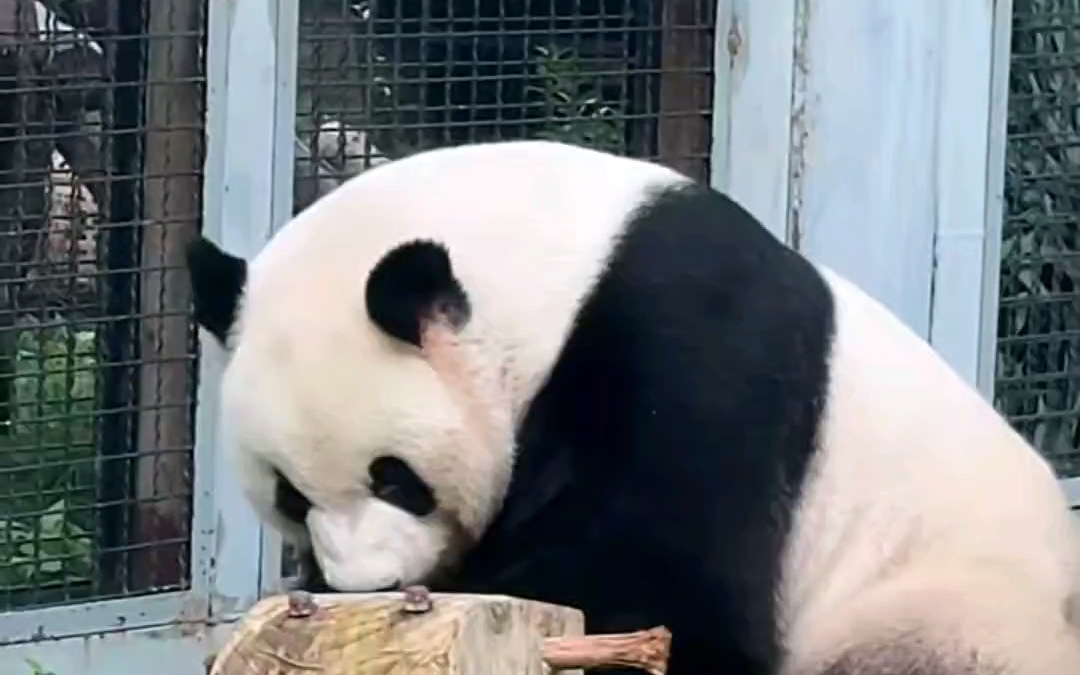 9.3 世界反法西斯战争胜利80周年，萌兰检查下心爱的小木马，没问