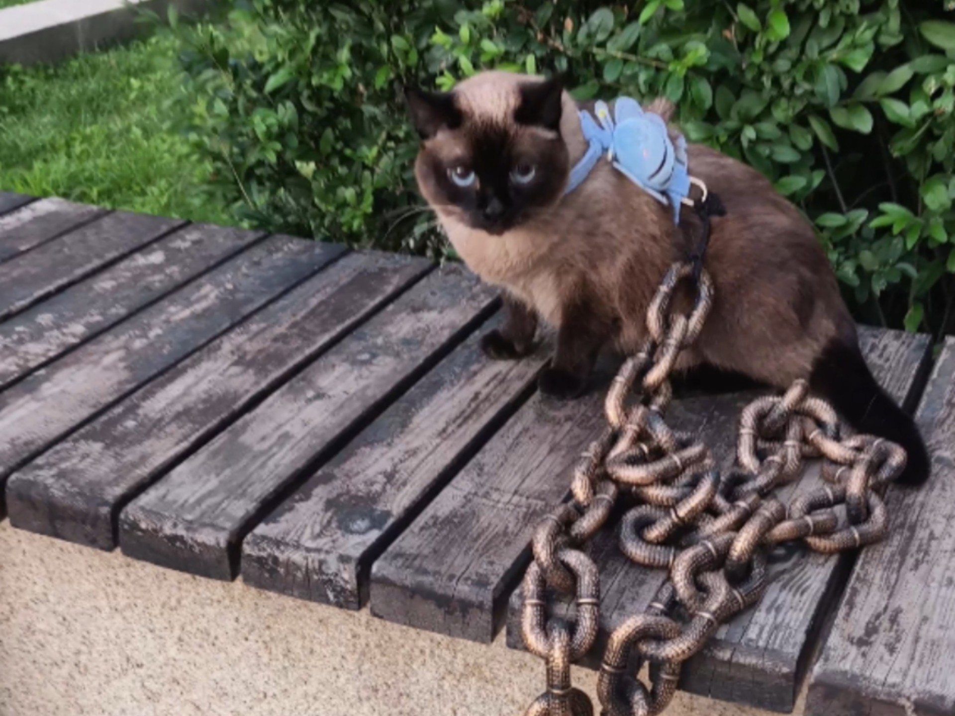 既然你们都说出门遛猫要拴绳