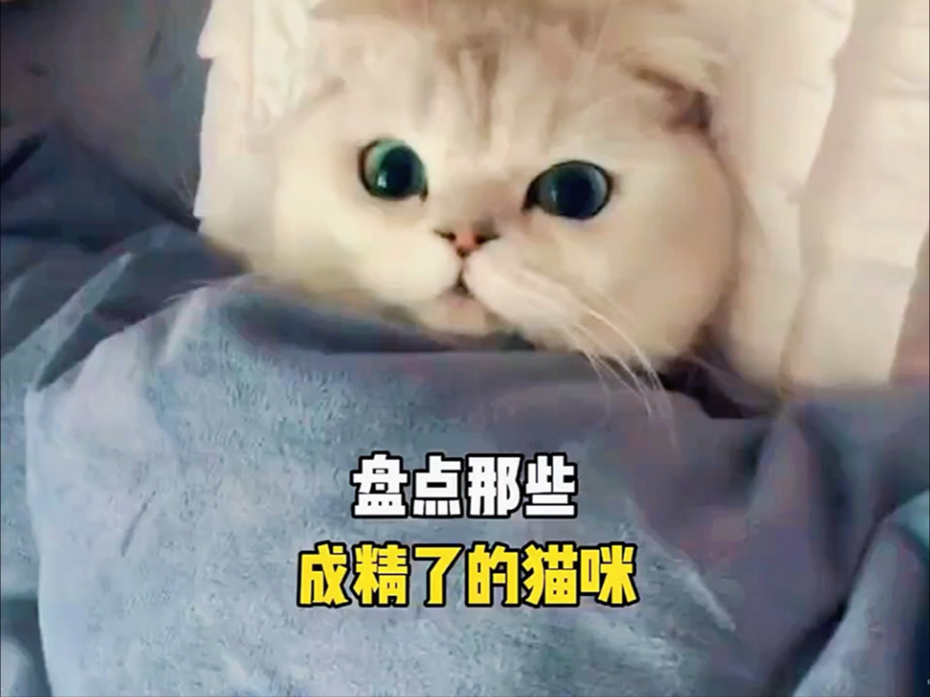那些成精的猫咪
