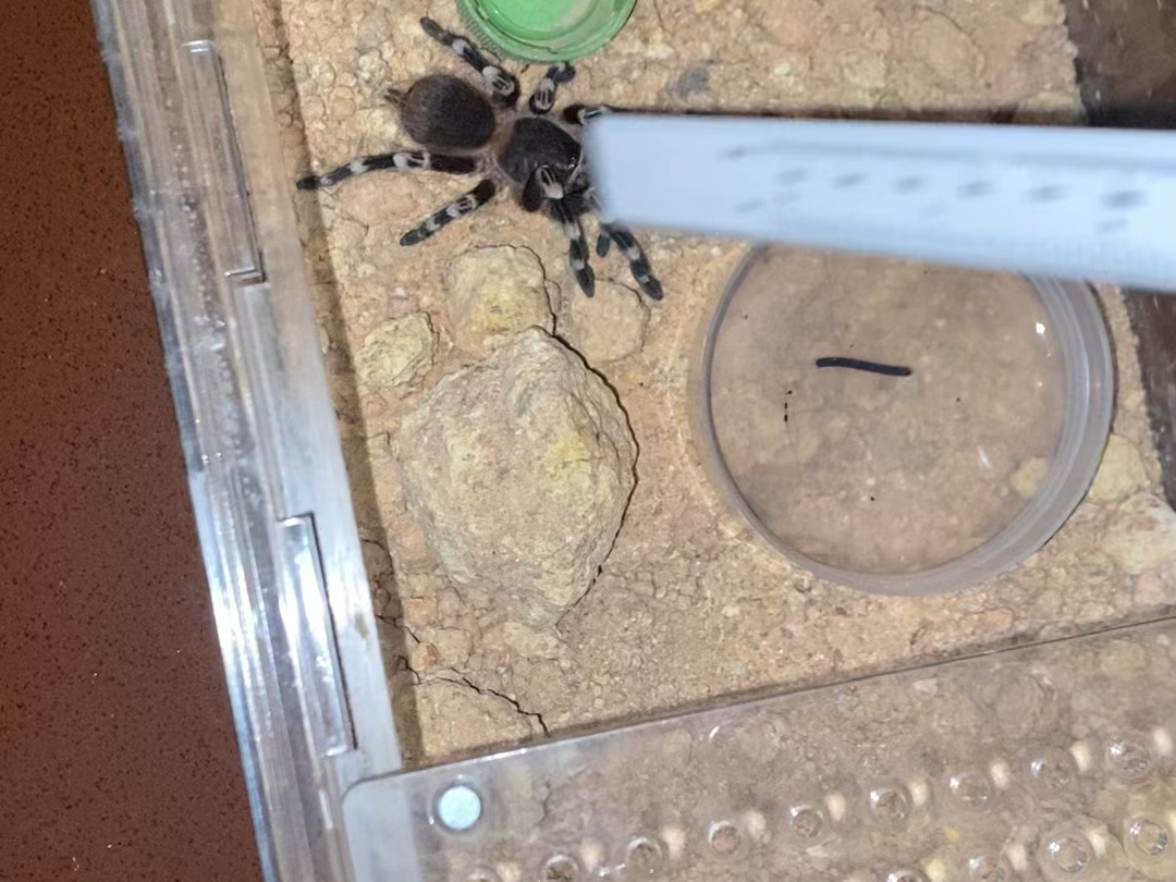 被猎人蛛咬伤的白膝头恢复了，但依然不爱吃食