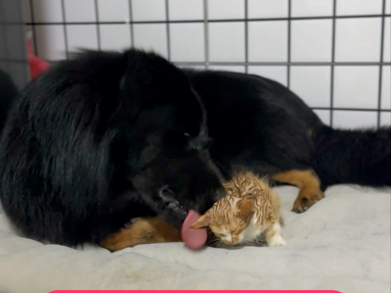 我的蒙古獒小熊半夜捡了一只小橘猫 回家摇身一变当起了猫妈