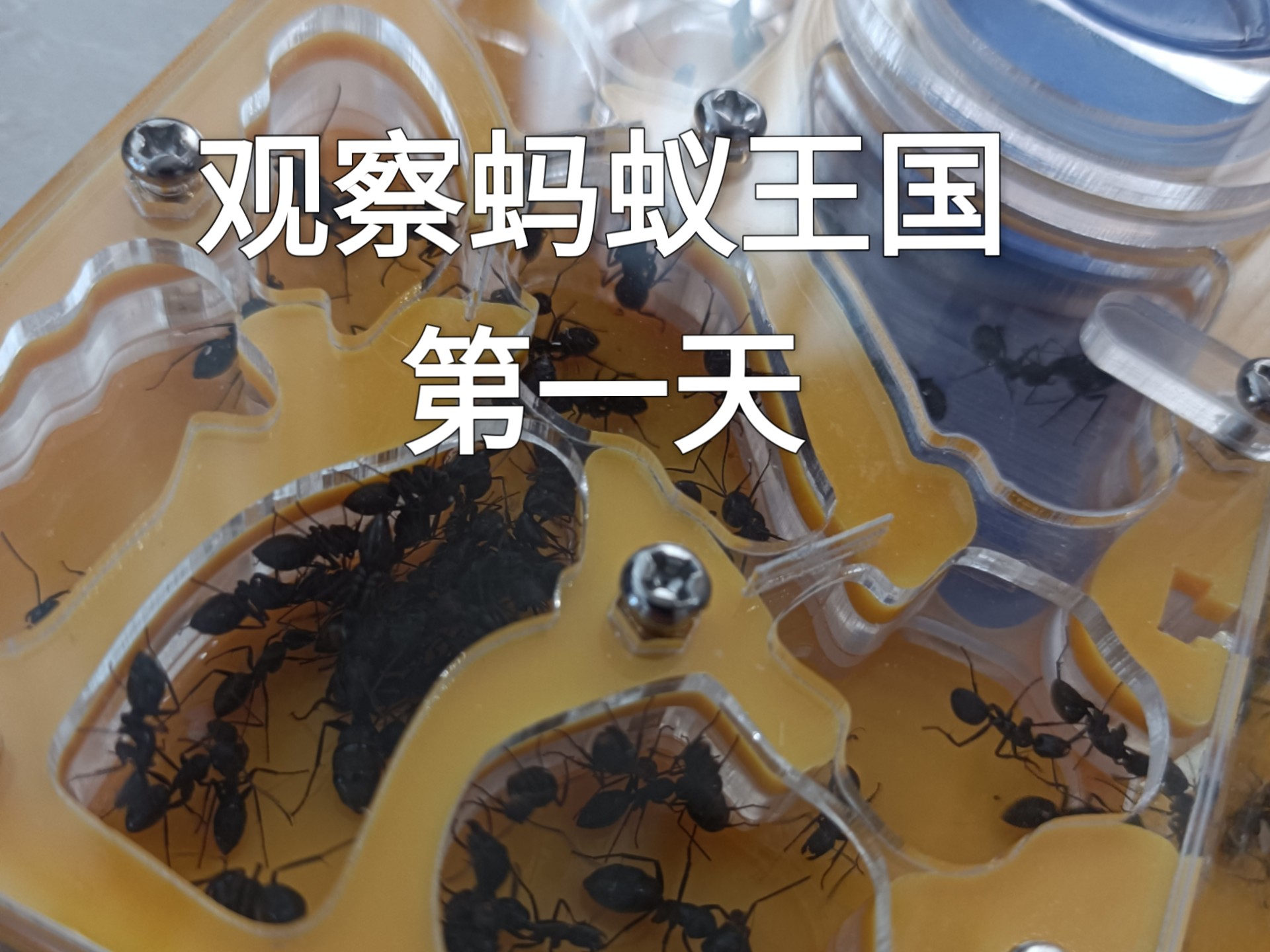 观察蚂蚁王国，第一天