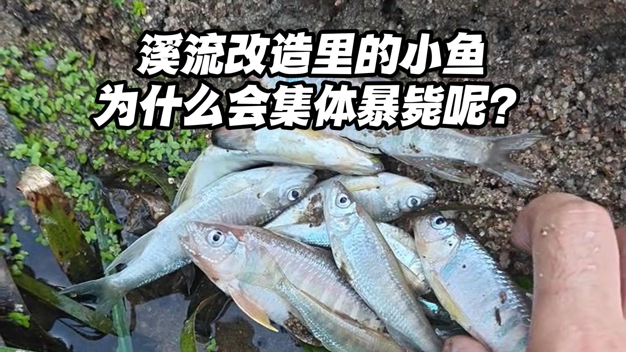 天塌了！瀑布水潭里的小鱼集体暴毙！！！