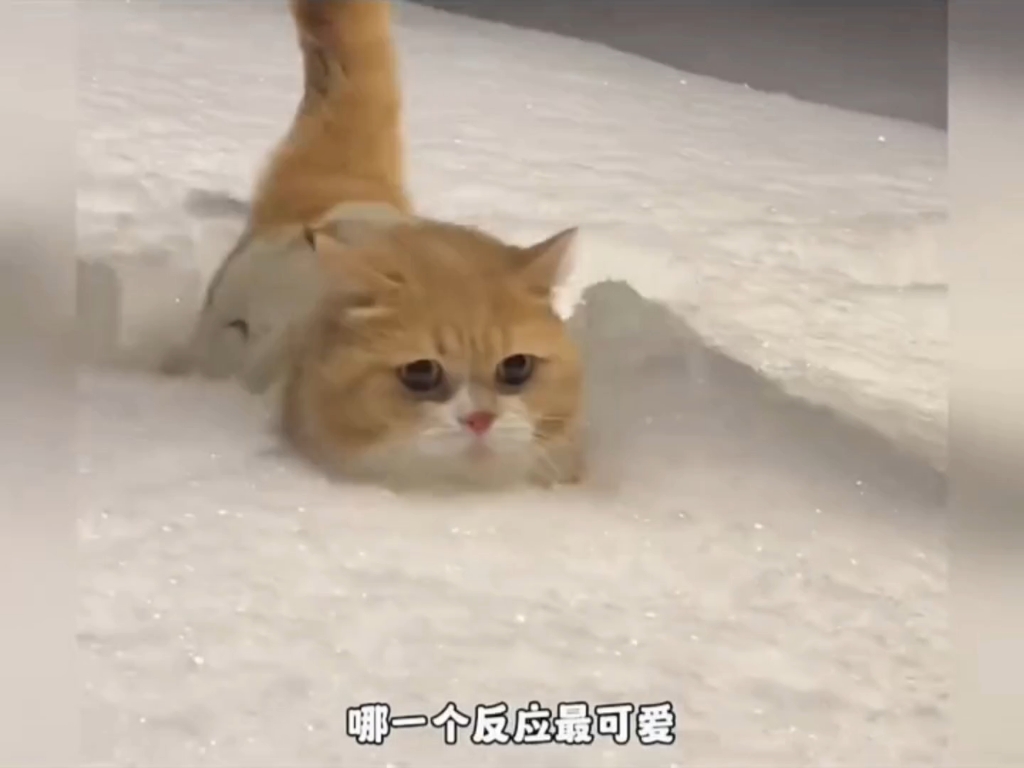 那些看见雪的猫咪，哪个更搞笑？