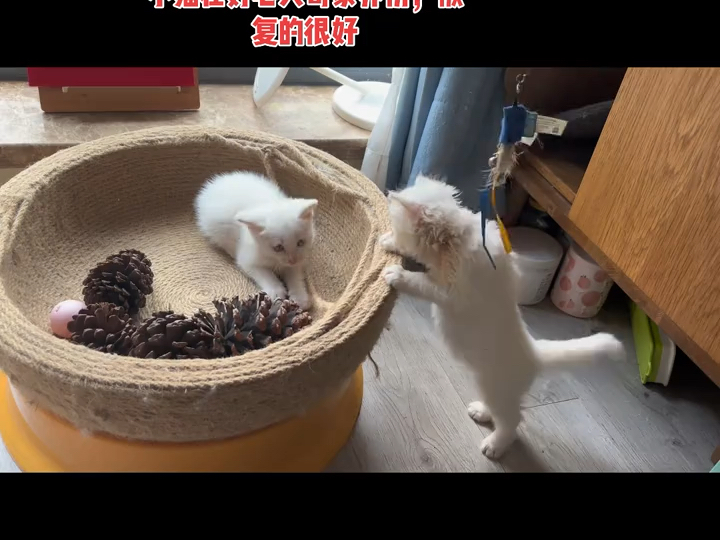 两只小猫咪被黄鼠狼咬伤脖子后皮肤发炎溃烂，带回家隔离治疗了