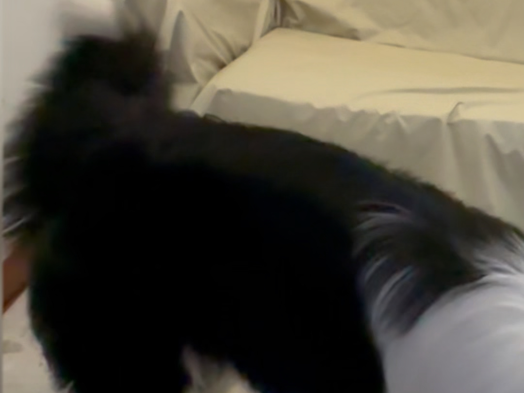 我家的狗会后空翻