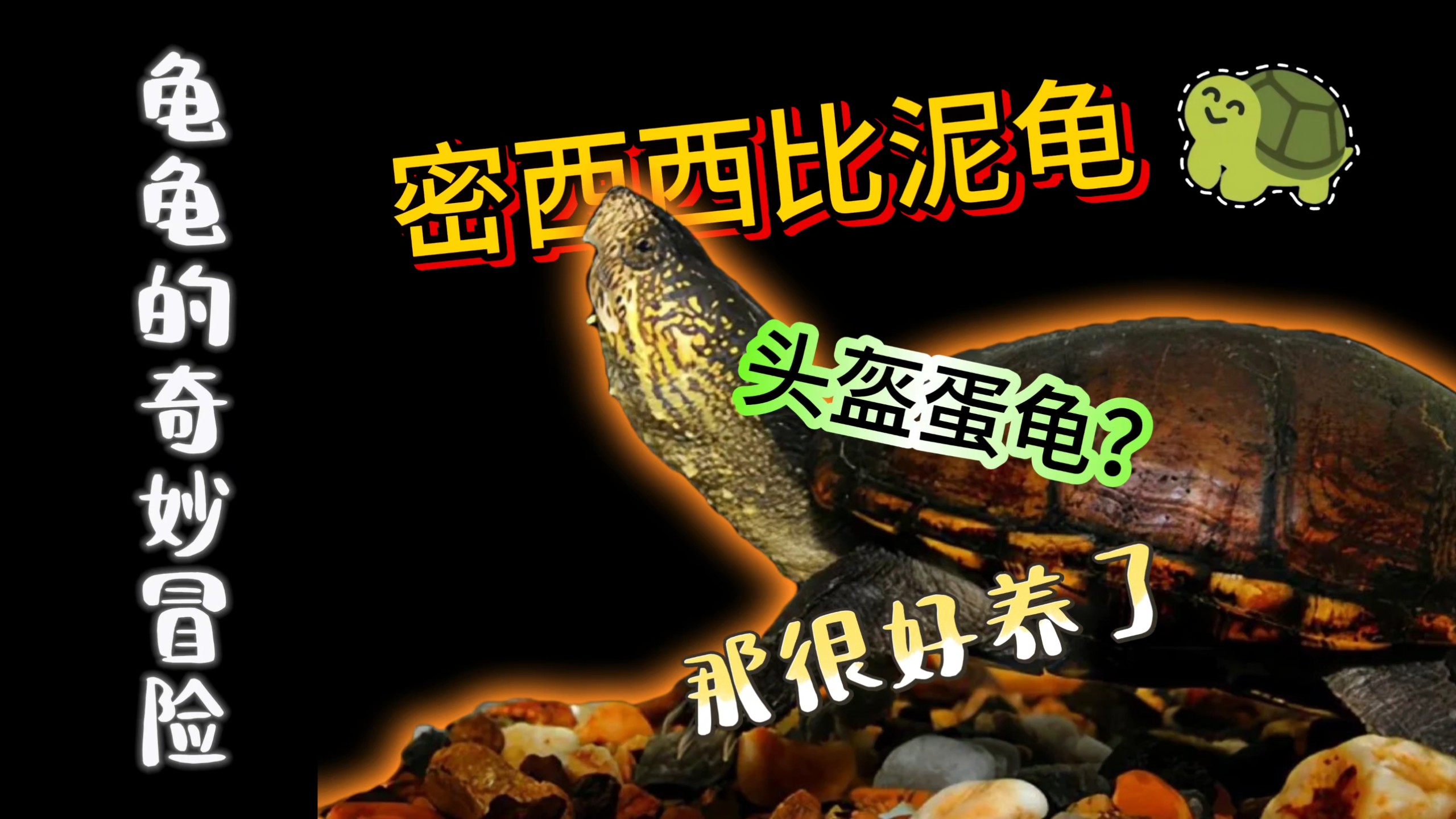 密西西比泥龟，最喜欢的一种龟