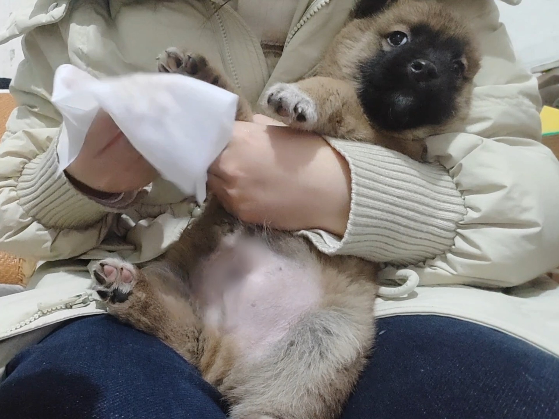 虽然听不懂，但是感觉它在骂我