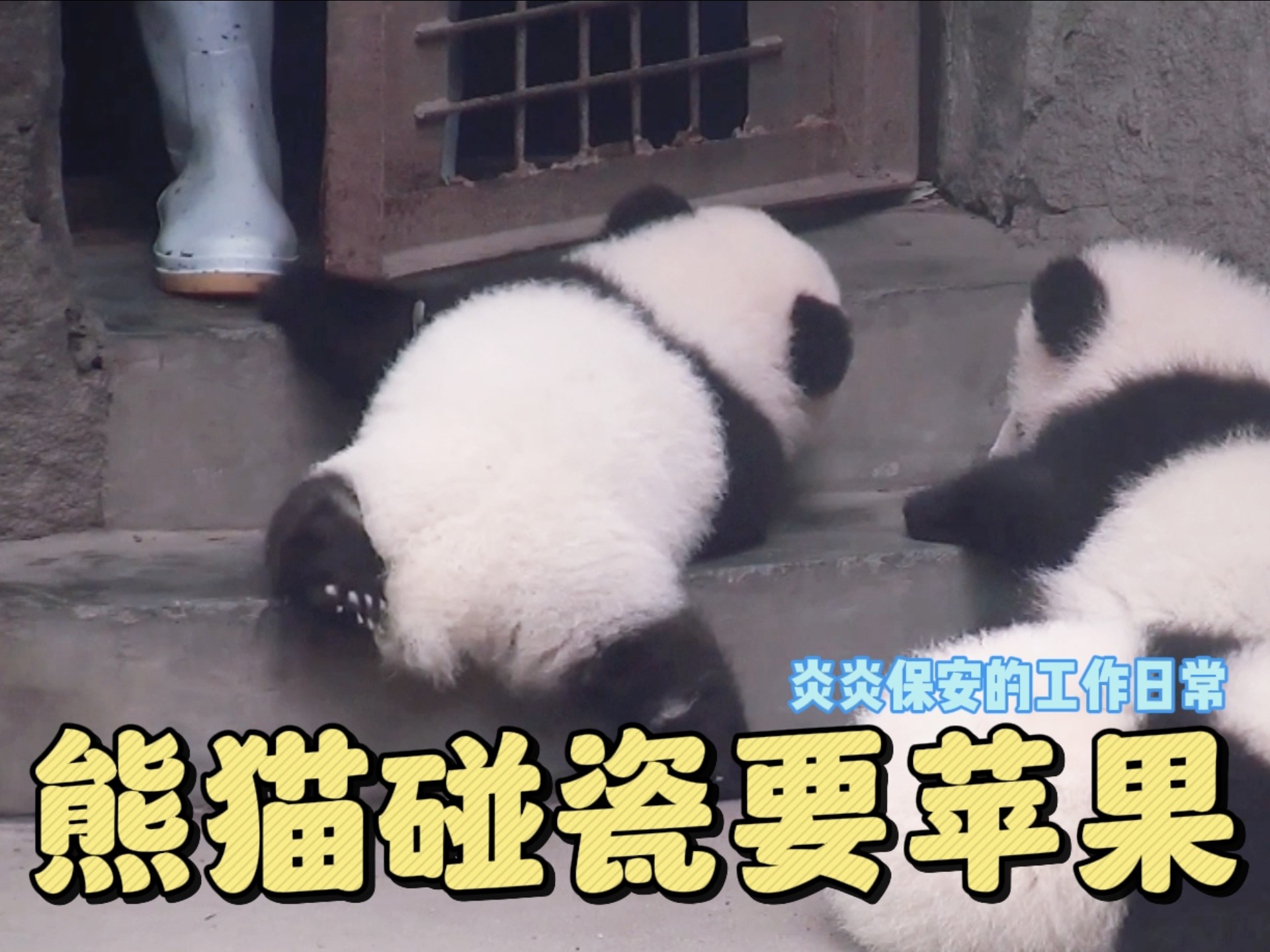 熊猫宝宝碰瓷被拆穿