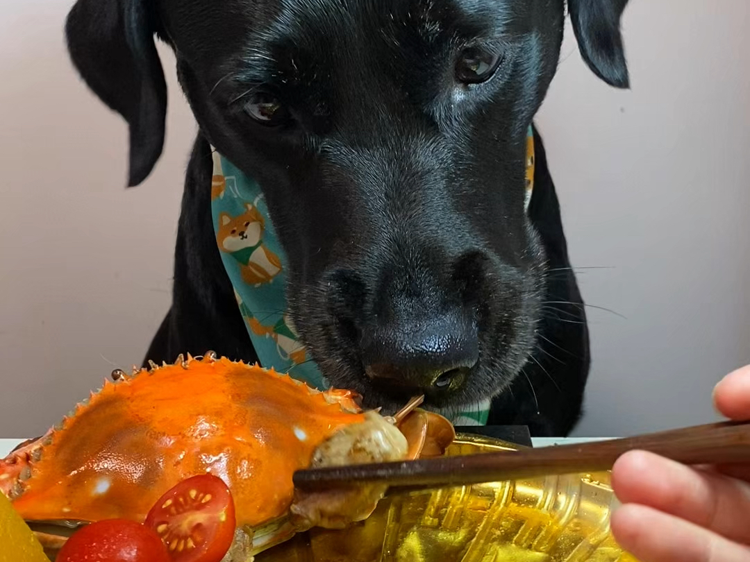 多恩吃我做的饭，我吃拼好饭