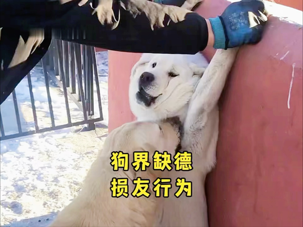 原来小狗的世界也有损友