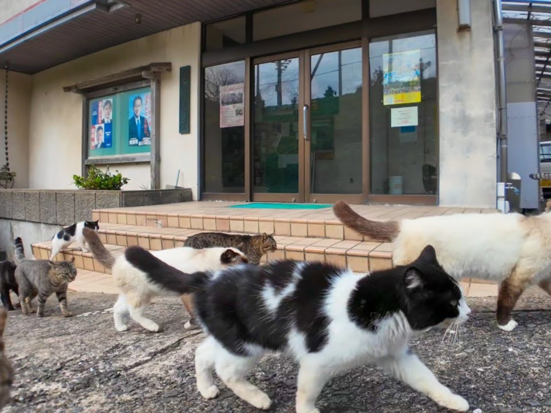 猫咪引路！？港口偶遇猫导游带我去参加喵喵集会！