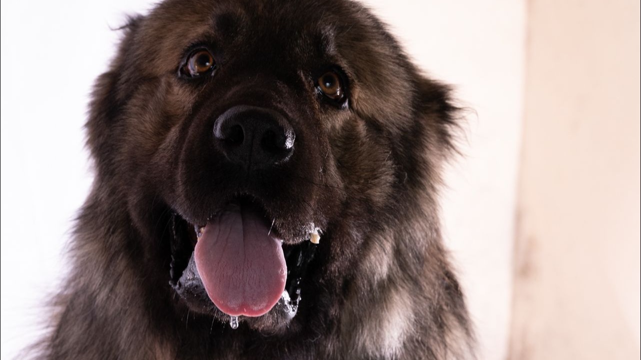 爱吃苦瓜的小八戒永远离开了